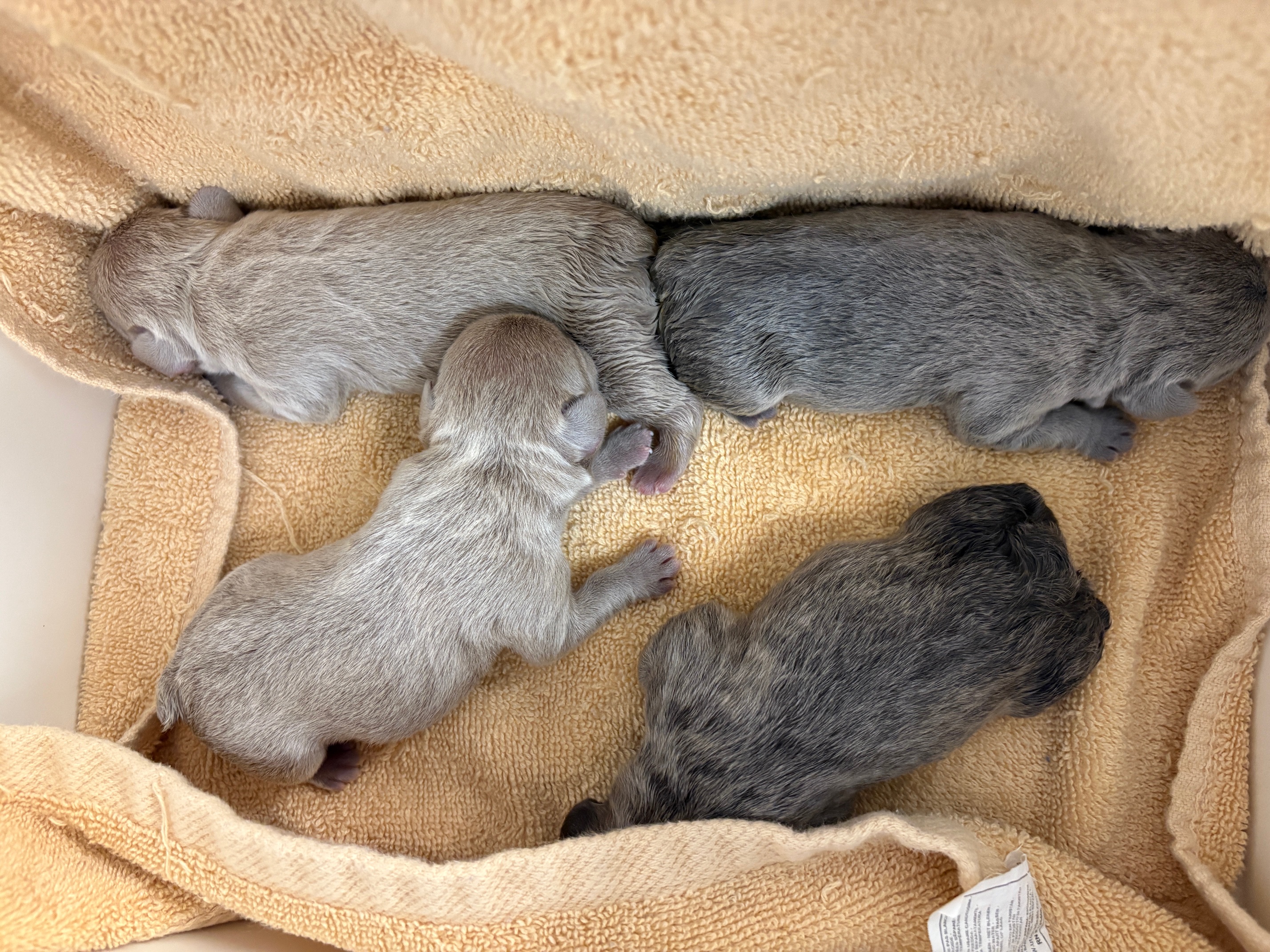 Carrie & Reynolds pups born 9/20/25 Image